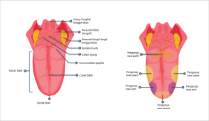 Lidah Bayi Putih: Sisa Susu atau Jamur Cara Tepat Membedakan dan Mengatasi Lidah Bayi Putih